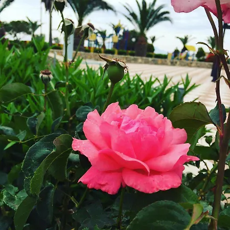 Sweet Kalimera *