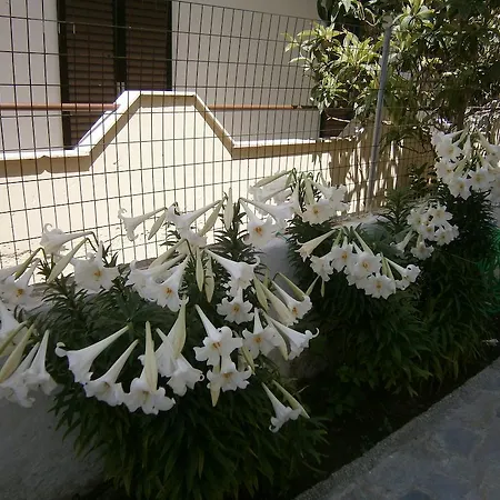 Amfi * Kardamena (Kos)